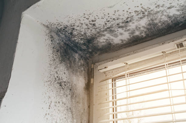 Affordable Mold Cleanup solutions in Ickesburg, PA