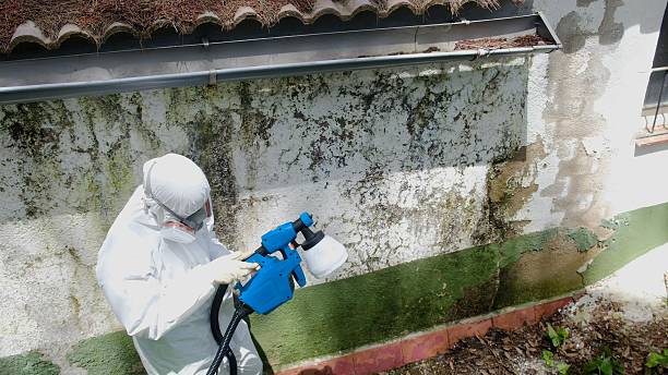Trusted Attic Mold Removal service in Ickesburg, PA - Cheap Mold Removal
